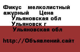 Фикус   мелколистный   ажурный   › Цена ­ 3 000 - Ульяновская обл., Ульяновск г.  »    . Ульяновская обл.